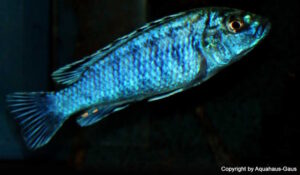 Labidochromis joanjohnsonae
